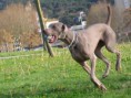 /album/fotogaleria/weimaraner-grace-3di4j-jpg/