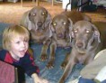 /album/fotogaleria/weimaraner-0006-jpg/